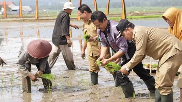 Wakil Walikota Solok, Reinier Ketua Dprd Kota Solok, Yutris Can Se Malakukan Tanam Perdana Padi Varietas Anak Daro