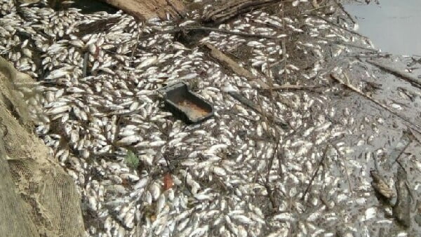 Pasaman Barat Ikan Mati Diduga Karena Limbah