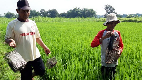 Petani Memburu Hama Tikus (Ilustrasi)