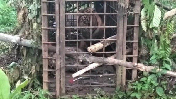 Anak Harimau Sumatra Masuk Perangkap