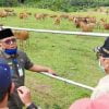 Salah satu Peternakan Sapi di Air Runding