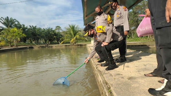 Kapolres Dharmasraya Akbp Aditya Galayudha Ferdiansyah, S.i.k, M.t Kunjungi Peternakan Ayam Dan Kolam Ikan Milik Ipda Suyetno Dan Kandang Ayam Milik Birgadir Suharino Ershad, S.h. , Jum’at (12/6/2020).⁣⁣⁣