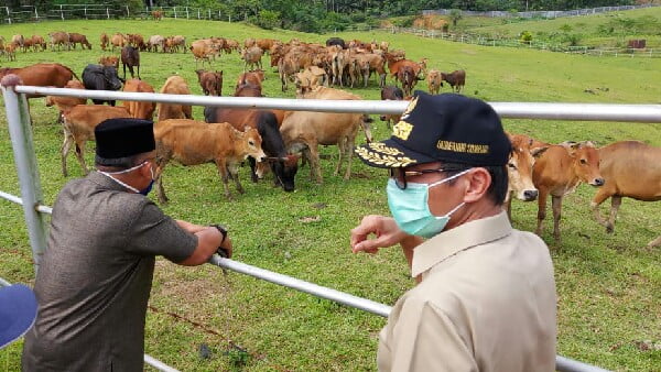 Berita Terkini Sapi