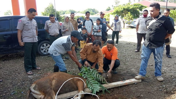 Hewan kurban dari PT Supreme Energy dagingnya dibagi bagikan pada warga