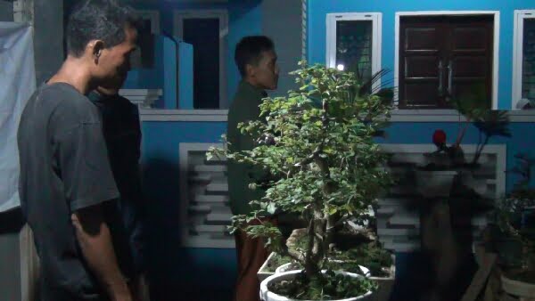 Berita Terkini Pameran Bonsai