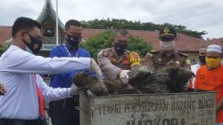 Pemusnahan Barang Bukti 33,59 Gram Sabu - Sabu Dan 16 Kg Ganja