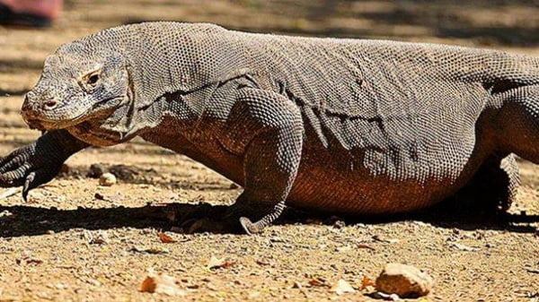 Komodo (Varanasus Komodoensis) Merupakan Speises Kadal Yang Juga Merupakan Salah Satu Hewan Endemik Indonesia