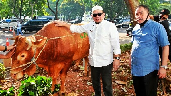 Berita Terkini Sapi Lanyalla