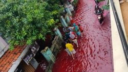 Banjir merah di Pekalongan