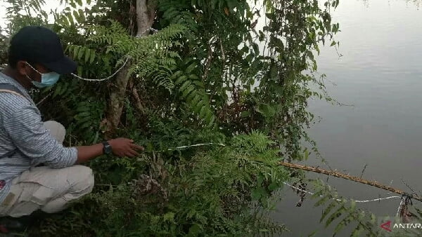 Berita Terkini Jerat Buaya