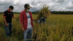 Berita Terkini Syamsul Bahri