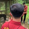 Harimau terjerat