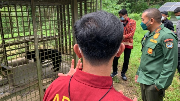 Harimau Terjerat