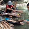 Masyarakat Mentawai budidayakan toek