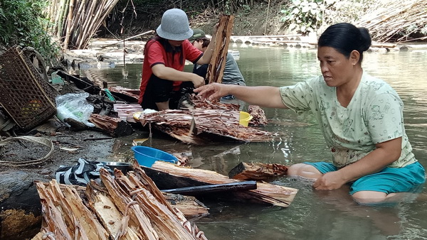 Masyarakat Mentawai Budidayakan Toek