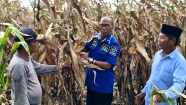 Hm Nurnas Tinjau Kebun Jagung Yang Diserang Hama