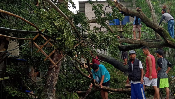 Pohon Tumbang Akibat Angin Kencang Yang Melanda Kabupaten Serang, Banten