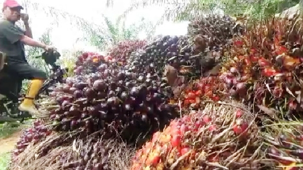 Petani Saat Panen Sawit