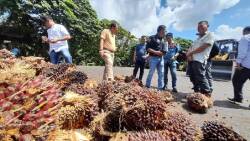 Harga sawit terjun bebas