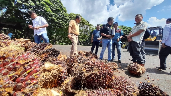 Harga Sawit Terjun Bebas