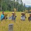 Petani Sumpur Kudus