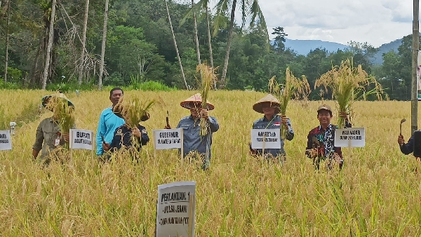 Petani Sumpur Kudus