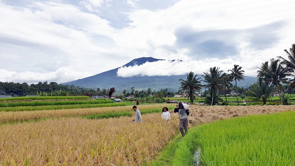 Salah Satu Kawasan Areal Pertanian Di Kota Padang Panjang