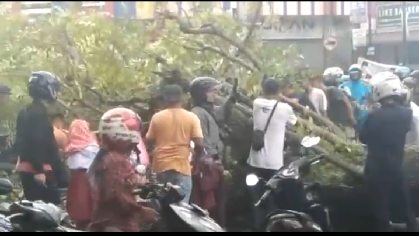 Pohon Tumbang Di Kota Padang