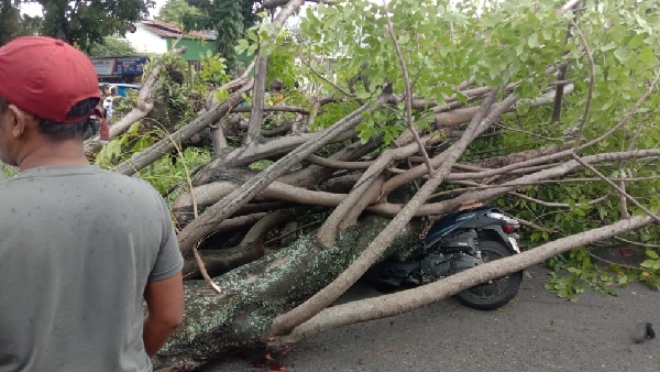 Pohon Tumbang Di Kota Padang_1