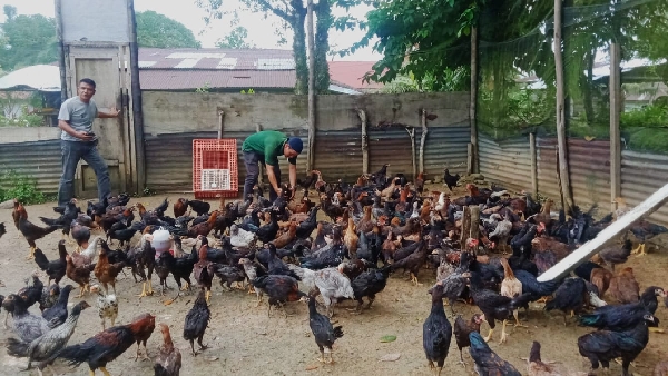 Peternak ayam di Mentawai