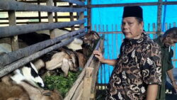 Anggota Dprd Sumbar Afrizal, Sh,Mh Saat Meninjau Kambing Bantuan